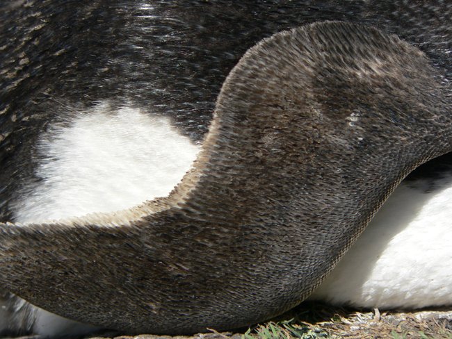 ../../Pictures/241209/083 Rockhopper.JPG